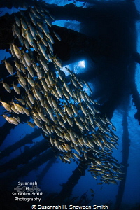 Schooling grunts race under the salt pier in Bonaire! I l... by Susannah H. Snowden-Smith 